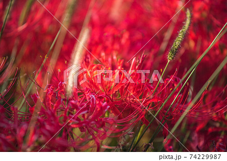 紅蓮の花の写真素材