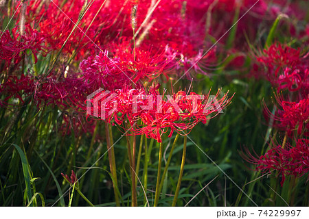 紅蓮の花の写真素材