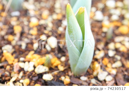 チューリップ 発芽 芽生え 芽の写真素材