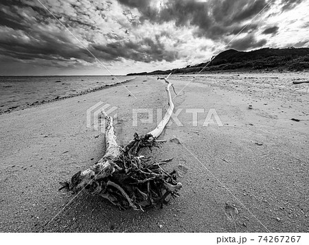 海 砂浜 浜辺 倒木の写真素材 海 砂浜 浜辺 倒木の写真素材