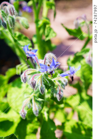 ポリジ 植物 青い花 ハーブの写真素材