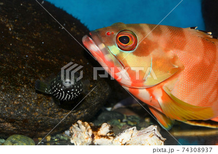 ハタ 幼魚 魚 海の写真素材
