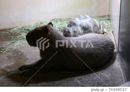 カピバラ オニテンジクネズミ 最大 鬼天竺鼠の写真素材 - PIXTA
