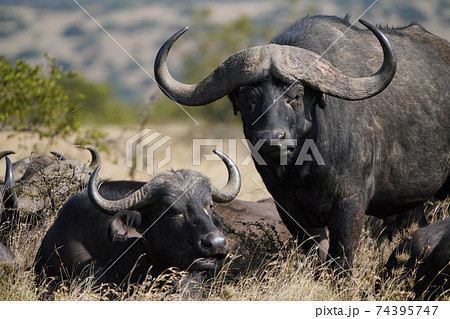 バッファローの写真素材