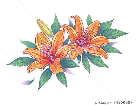 タイガーリリー 花の写真素材