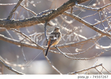 秋の渡り鳥の写真素材