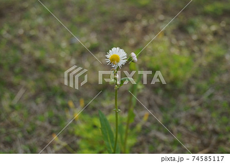 貧乏草 雑草 花の写真素材