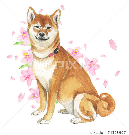 柴犬のイラスト素材集 ピクスタ
