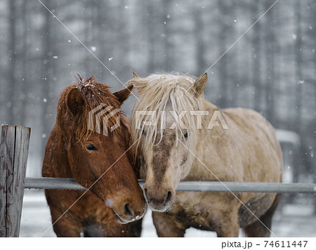 馬の写真素材集 ピクスタ