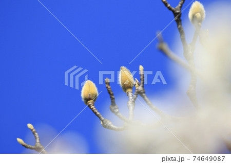 ハクモクレンのつぼみの写真素材