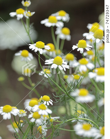 ジャーマンカモミール かわいいの写真素材