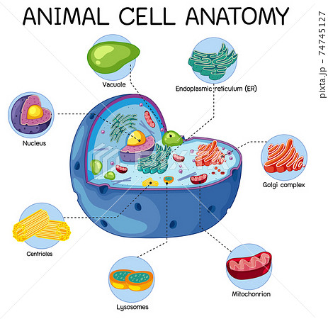 動物細胞のイラスト素材
