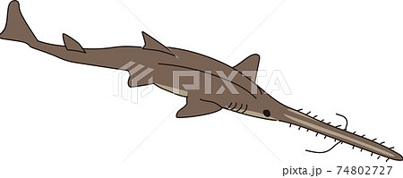 魚 サメ 動物 海水魚のイラスト素材