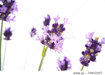 コモンラベンダー 葉の写真素材