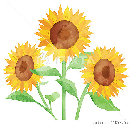 ひまわり 向日葵 のベクター素材集 ピクスタ