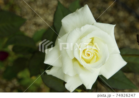 マダム サチ マダムサチ 白バラ 薔薇の写真素材