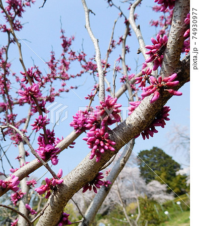 ユダの木の写真素材