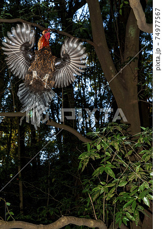 金鶏 キンケイ 鳥 鳥類の写真素材