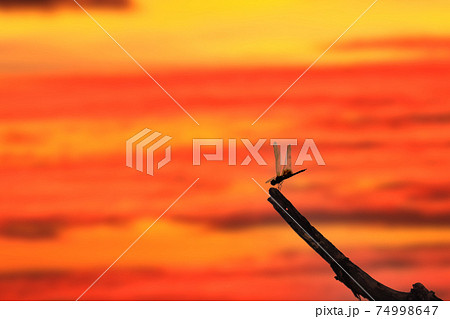 赤とんぼ 夕焼け トンボの写真素材 - PIXTA