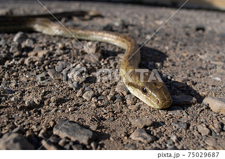 ヘビ 蛇 の写真素材集 ピクスタ