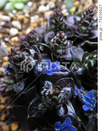 花 アジュガ 花壇 草花 グランドカバーの写真素材