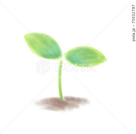 発芽のイラスト素材