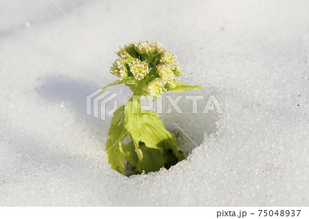フキノトウ 蕗の薹 ふきのとう 雪の写真素材