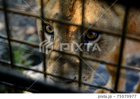 雌 ライオン メス 檻の写真素材