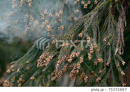 スギ花粉の写真素材