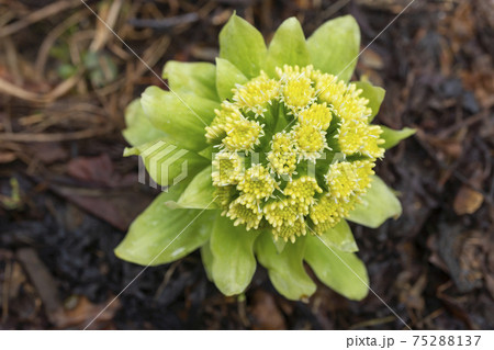 ふきのとう 花 山菜 春の写真素材