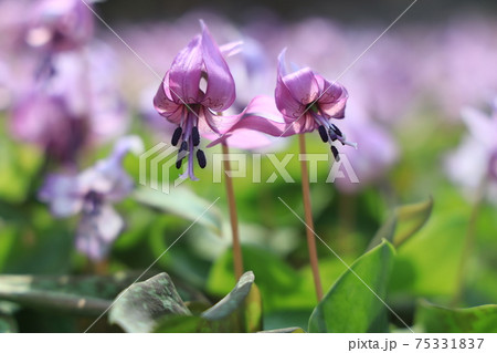 花 春 紫 単子葉植物の写真素材