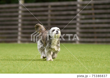 犬 プードル トイプードル 走る犬の写真素材