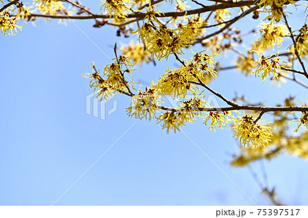 花 万作 植物 春の写真素材