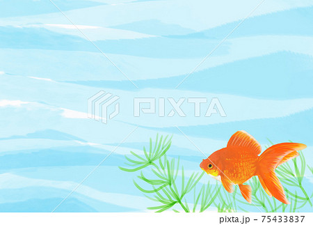 リュウキン 金魚 観賞魚 横向きの写真素材