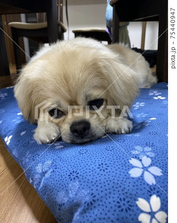 犬 ペキニーズ かわいい 屋内の写真素材