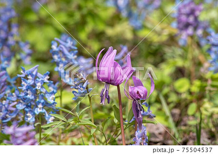 豬牙花野草野花北海道照片素材