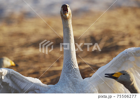 水鳥 鳥 正面 顔の写真素材