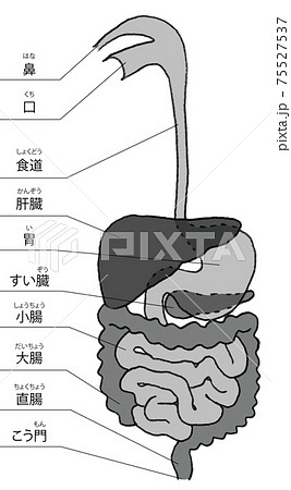 消化器系 臓器 肝臓 内臓のイラスト素材