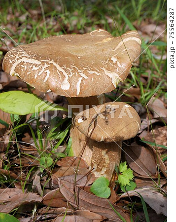 夏の大雨の後に生えてきた大きなキノコの写真素材 夏の大雨の後に生えてきた大きなキノコの写真素材