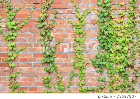 蔦 ツタ つた レンガ壁 壁 カベ レンガ塀 植物の写真素材