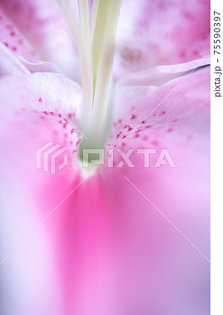 同性愛者 花の写真素材