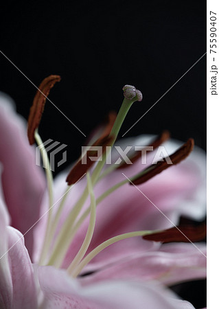 同性愛者 花の写真素材