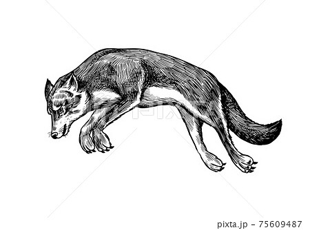 きつね キツネ 狐 ジャンプのイラスト素材
