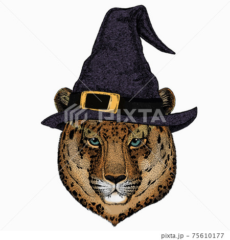 ヒョウ柄 イラスト アニマル柄 紫のイラスト素材