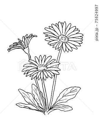 ガーベラ 白黒 モノクロ 花のイラスト素材
