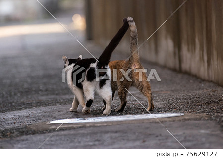 動物 猫 歩く 後ろ姿の写真素材