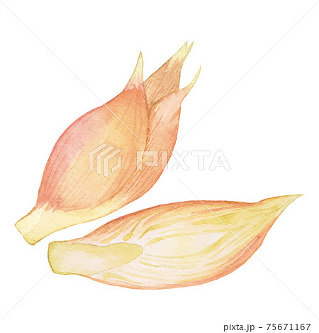 みょうがのイラスト素材 みょうがのイラスト素材