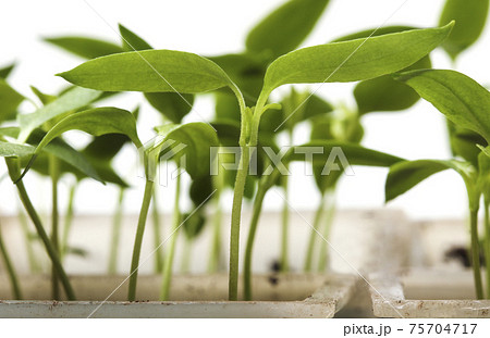 ピーマン苗の写真素材
