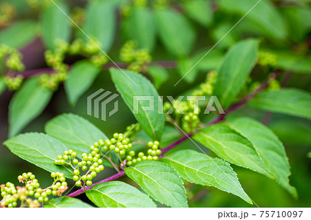 日本紫珠水果紫式部植物的照片素材