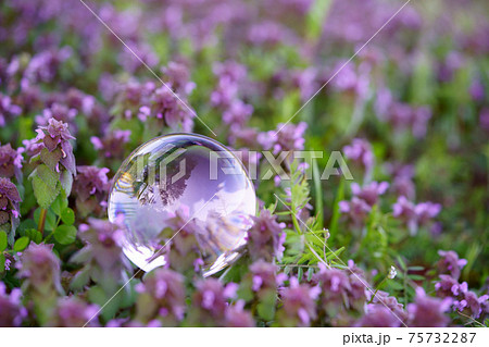 山野草 野の花 ピンク 春の写真素材